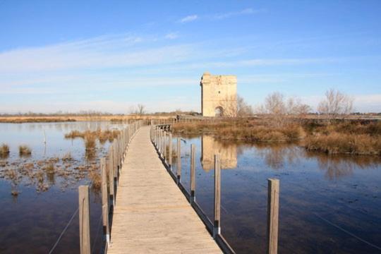 Vacances En Camargue Proche De La Mer Climatise Aigues-Mortes Eksteriør bilde