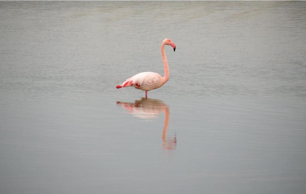 Vacances En Camargue Proche De La Mer Climatise Aigues-Mortes Eksteriør bilde